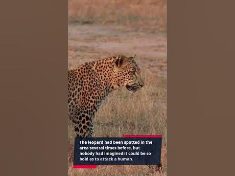 Leopard Attack in Maharashtra India! - YouTube