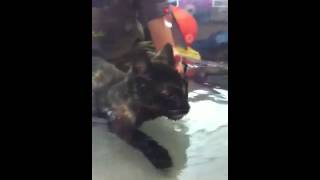 Pixie in hydrotherapy at AES