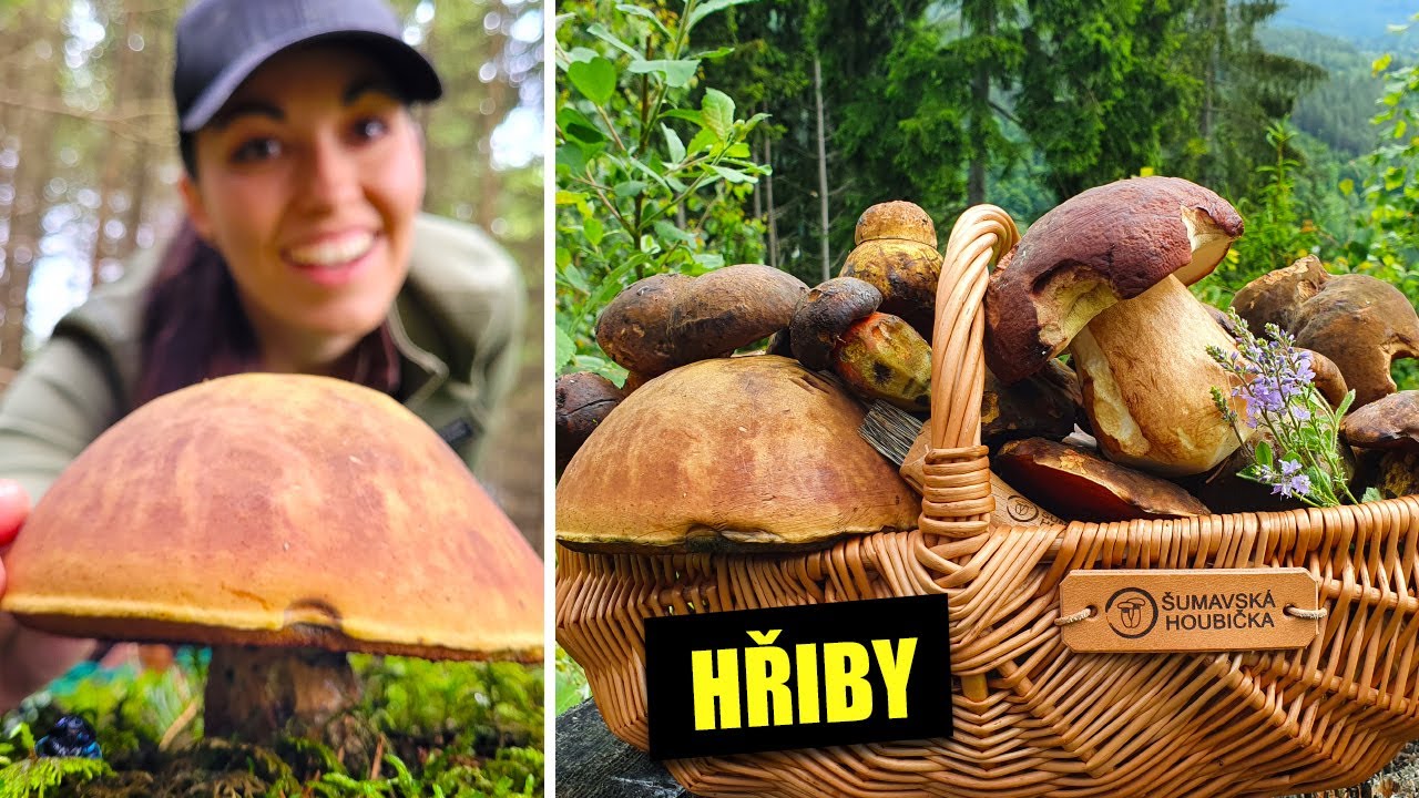 Plný koš OBŘÍCH HŘIBŮ - konečně rostou hřiby! Hřib kovář a hřib borový