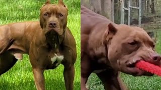 Full trained American Bully Pitbulls | Guard Dogs