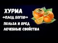 Хурма Плод Богов. Польза и Вред. Лечебные Свойства.