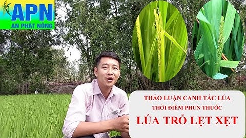 APN - THẢO LUẬN VỀ LÚA TRỔ LẸT XẸT - THỜI ĐIỂM PHUN THUỐC  CỬ TRỔ LẸT XẸT TRONG BIẾN ĐỔI KHÍ HẬU