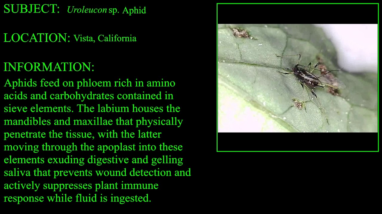 Uroleucon Aphid on Crepis japonica