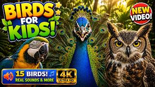 Bird Sounds for Kids 🦚🦉🦜 | Real Birds for Toddlers | Interactive Guessing Game screenshot 3