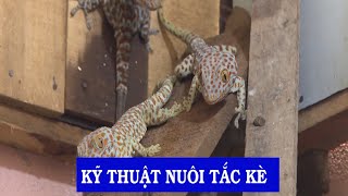 KỸ THUẬT NUÔI TẮC KÈ - kỹ thuật nhà nông