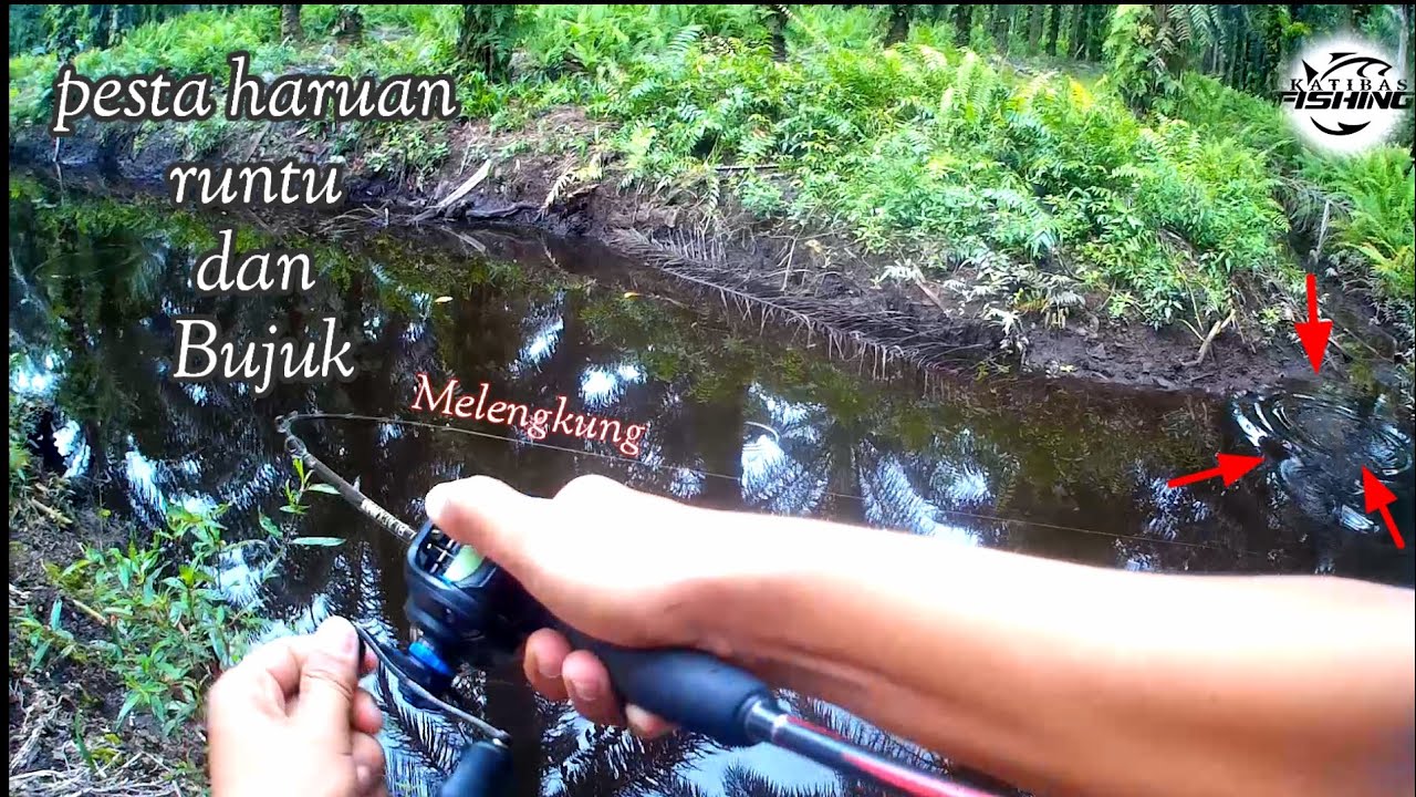 Haruan Runtu Pesta Strike Ikan Haruan Runtu Dan bujuk - YouTube