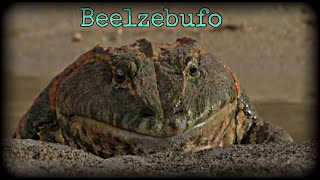 [ Pre - Historic Planets ] The Devilled Frog 🐸  || Beelzebufo || Eating Baby Dinosaur 🦕 /Season -1/