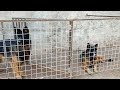 Kennel Visit || Puppies Vaccination || Animalia Dot Pk