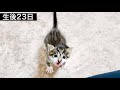 一緒に居て！と訴えてくる生後２３日目の子猫が可愛すぎた【保護猫】