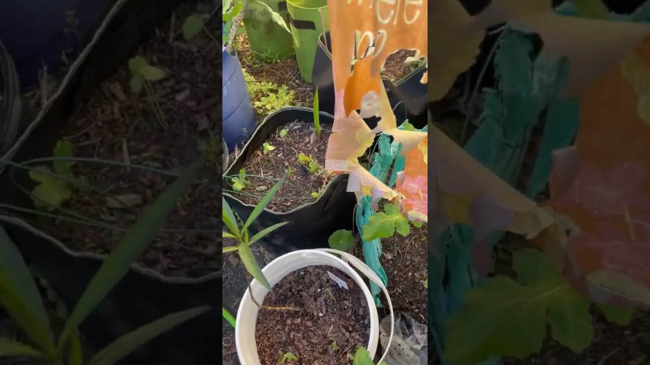 Spring 2023 garden walk through. 