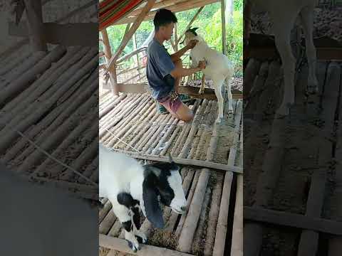 BININTA ANG MGA KAMBING | TITA MAYANG