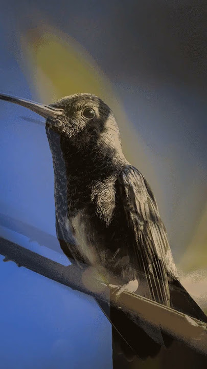most rare birds 😍||WhatsApp status||#@RijuSaha-f4v #lyrics boy is here#capture in Vivo x200pro5g