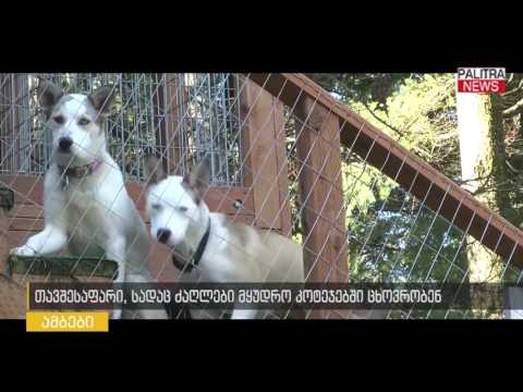 თავშესაფარი, სადაც ძაღლები მყუდრო კოტეჯებში ცხოვრობენ