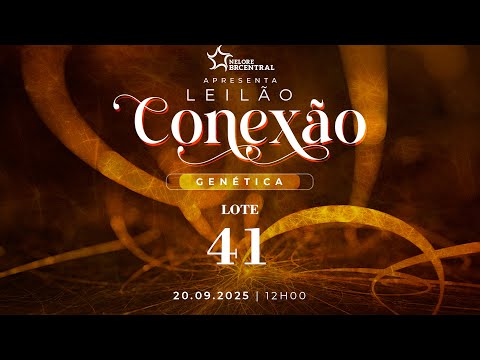 LOTE 41
