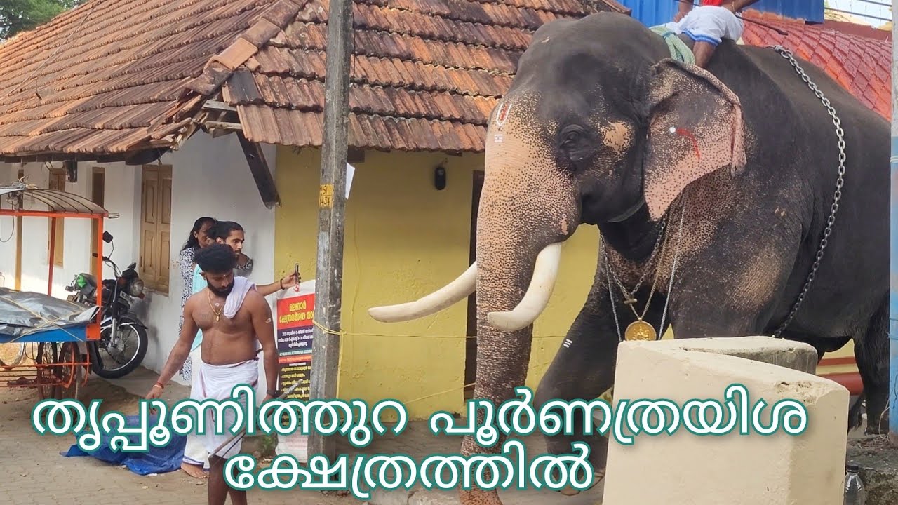 തൃപ്പൂണിത്തുറ ശ്രീ പൂർണത്രയിശ ക്ഷേത്രത്തിലെ വൃശ്ചികോത്സവകാഴ്ച്ചകൾ 2024🐘