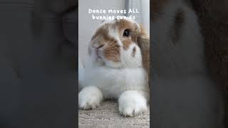 Bunny Dance Moves The Nut Bunnies