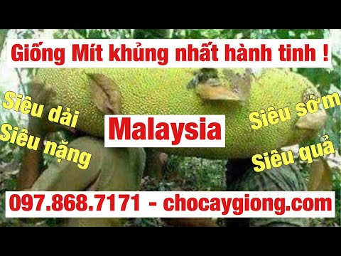 Cây Mít Quả Dài Malaysia 097.868.7171 - tại TT cây giống Xuân Khương