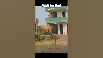 wild Elephant Attack Viral Viral  #shorts #elephant #trending #viralvideo