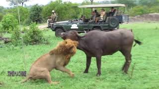 Buffaloes Chase And Fight Lions To Protect Their Young Buffaloes by TIME MACHINE 6,392,378 views 5 years ago 12 minutes, 14 seconds