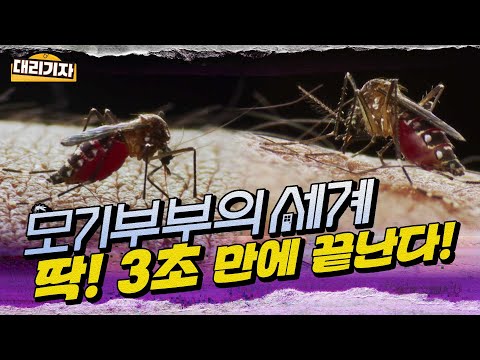 [대리 기자] 모기 교미 장면 직캠! 모기에 대한 오해와 진실 낱낱이 파헤쳐 드립니다