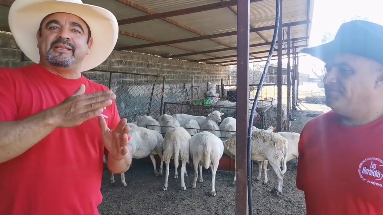 Sementales Katahdin y corral de lactancia en Rancho Los Karichis