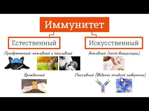 ИММУНИТЕТ / ВИДЫ ИММУНИТЕТА