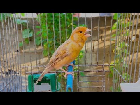 تغريد طائر الكناري رهيب لتحفيز طيور الكناري على الغناء و التزاوج 
