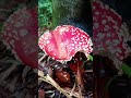 Grzybobranie