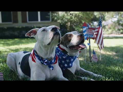 How to Keep Your Pet Safe During Fireworks