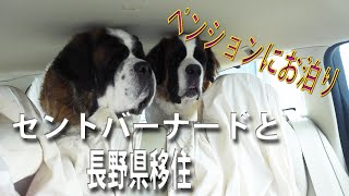☆超大特価値下げ！☆陶器 セントバーナード 特大犬 ☆超大特価値下げ