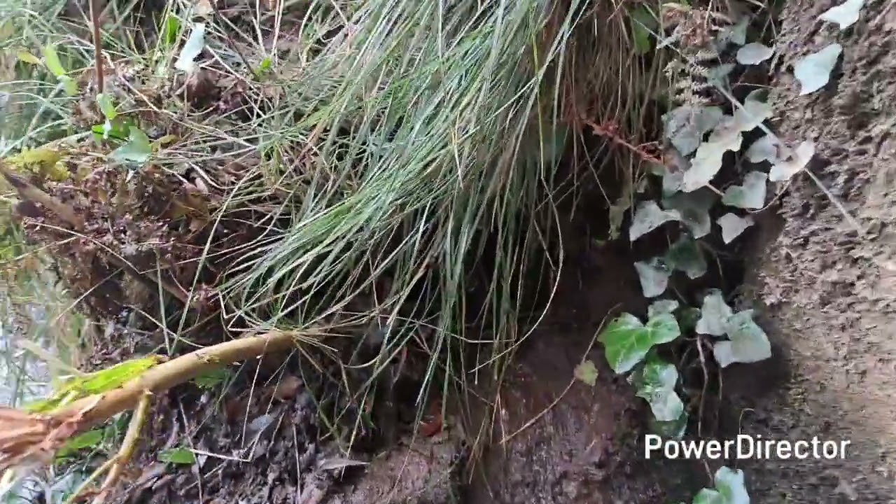 Mink Trapping Ireland October - December 2025 