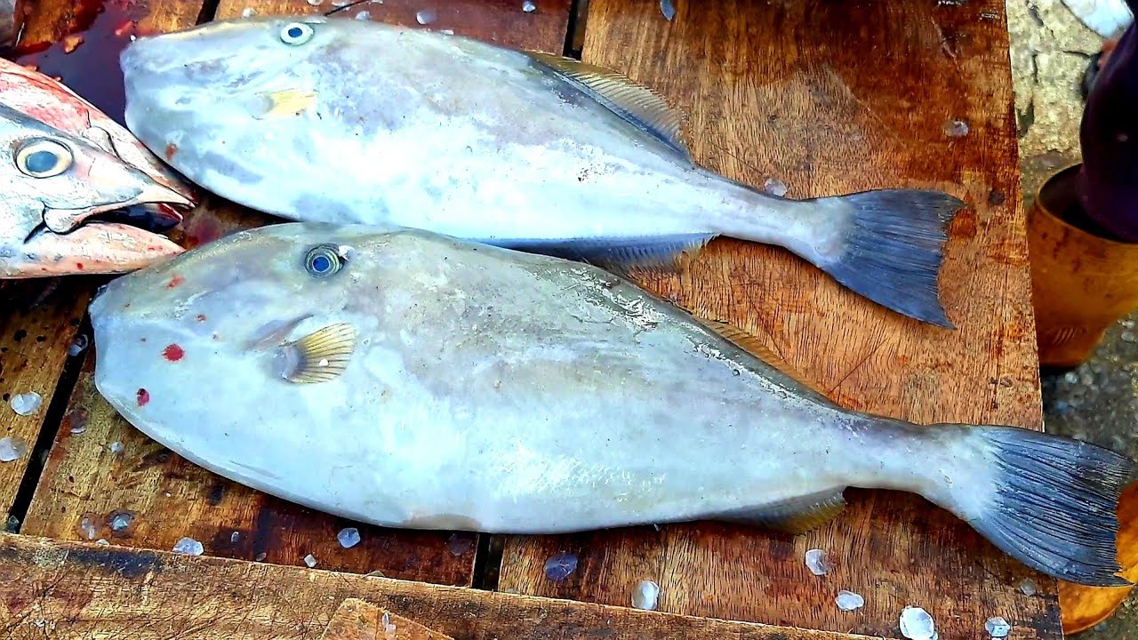 LEATHER JACKET FISH FRESH FISH CUTTING SKILL YouTube LEATHER JACKET FISH FRESH FISH CUTTING SKILL YouTube