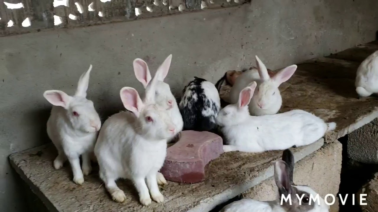 khargosh palne ka treeqa rabbit cage kesa hona chahia ? konsi bread se start kareyn?