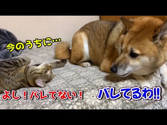 激カワ猫♡クネクネで柴犬に近づきソフトタッチをする猫リム　 cat playing with a gentle touch on Shiba Inu