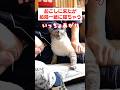 飼い主を起こしに来たが、最後は一緒に二度寝しちゃう猫