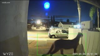 East County San Diego residents concerned over mountain lions attacking animals