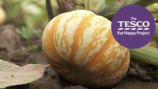 Prize Pumpkins: how do pumpkins grow Net Worth