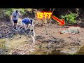 Road Trip & MASSIVE Alligator Hunt! *GONE WRONG*