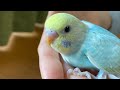 はじめまして。セキセイインコのポテトです。
