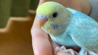 はじめまして。セキセイインコのポテトです。