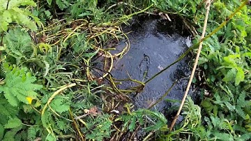 Cắm câu cá lóc bằng mồi giun và cái kết