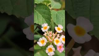 Download Lagu #hindisong #bollywood #love #life #food #beats #india #indian #islam #islamic #music #cute MP3 Download Lagu #hindisong #bollywood #love #life #food #beats #india #indian #islam #islamic #music #cute MP3