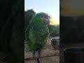 una linda tarde con Amanzon. 🦜💚