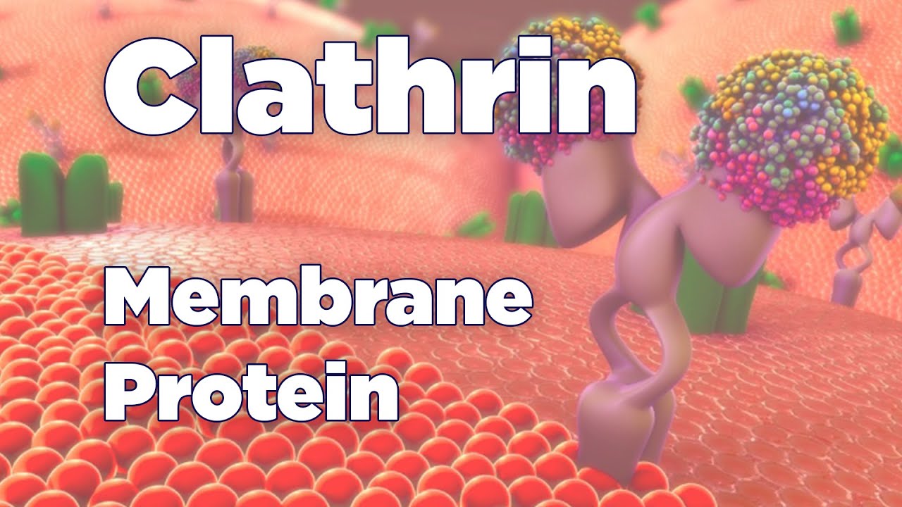 Clathrin | Membrane Protein