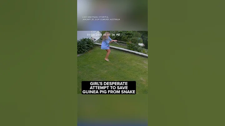 Girl swings snake in circles in desperate attempt to save pet guinea pig - DayDayNews