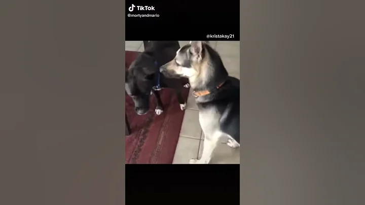Two dogs fighting