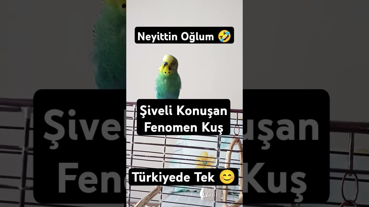 Şiveli Konuşan Fenomen Kuş 🤣 Neyittin Oğlum ? 🐦 #muhabbetkuşu #muhabbetkuşufıstık #muhabbetkuş