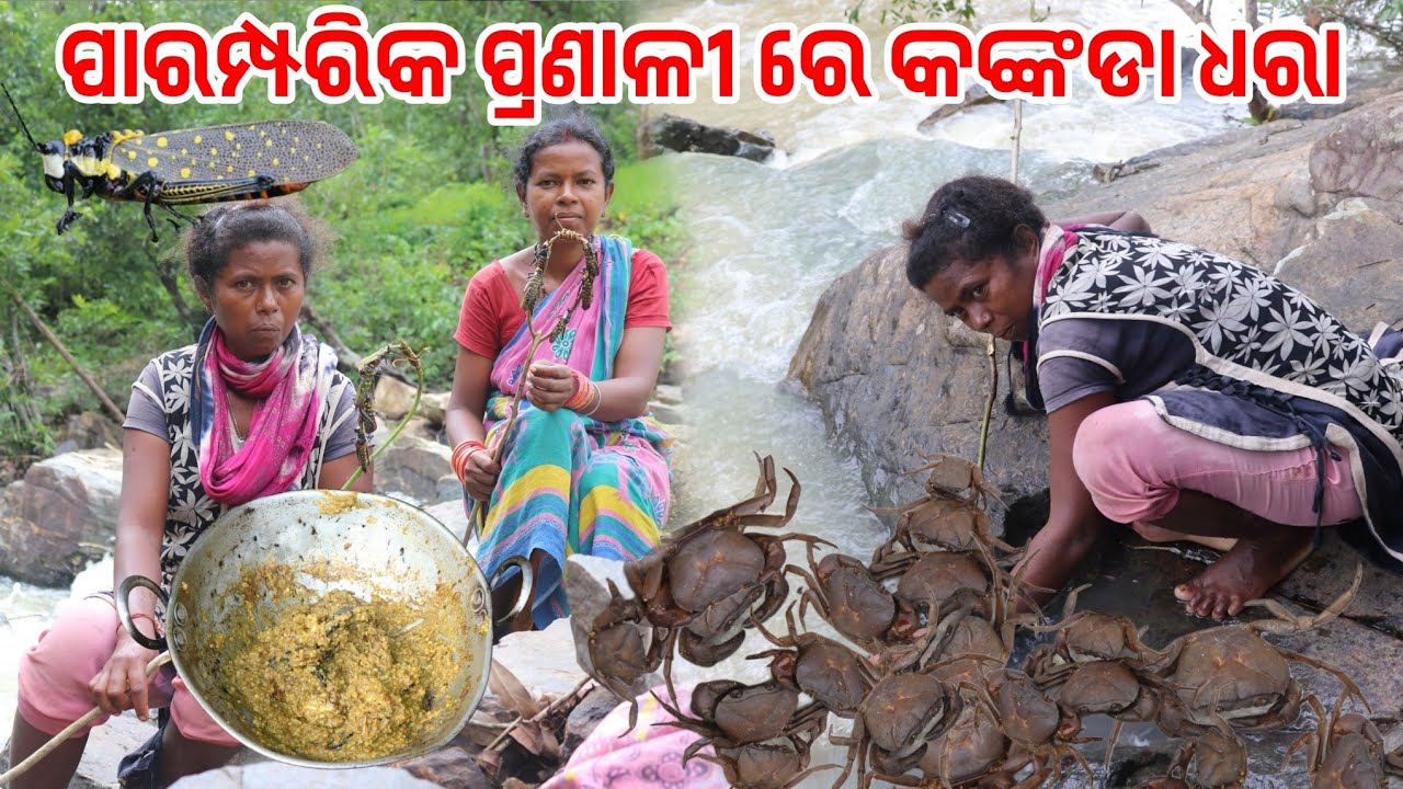 ଡ଼ିଙ୍କି କୁଟା ଚୁନା କଙ୍କଡା ଲେଟ || ପାରମ୍ପରିକ ପ୍ରଣାଳୀ ରେ କଙ୍କଡା ଧରା ||@hirasingh9408
