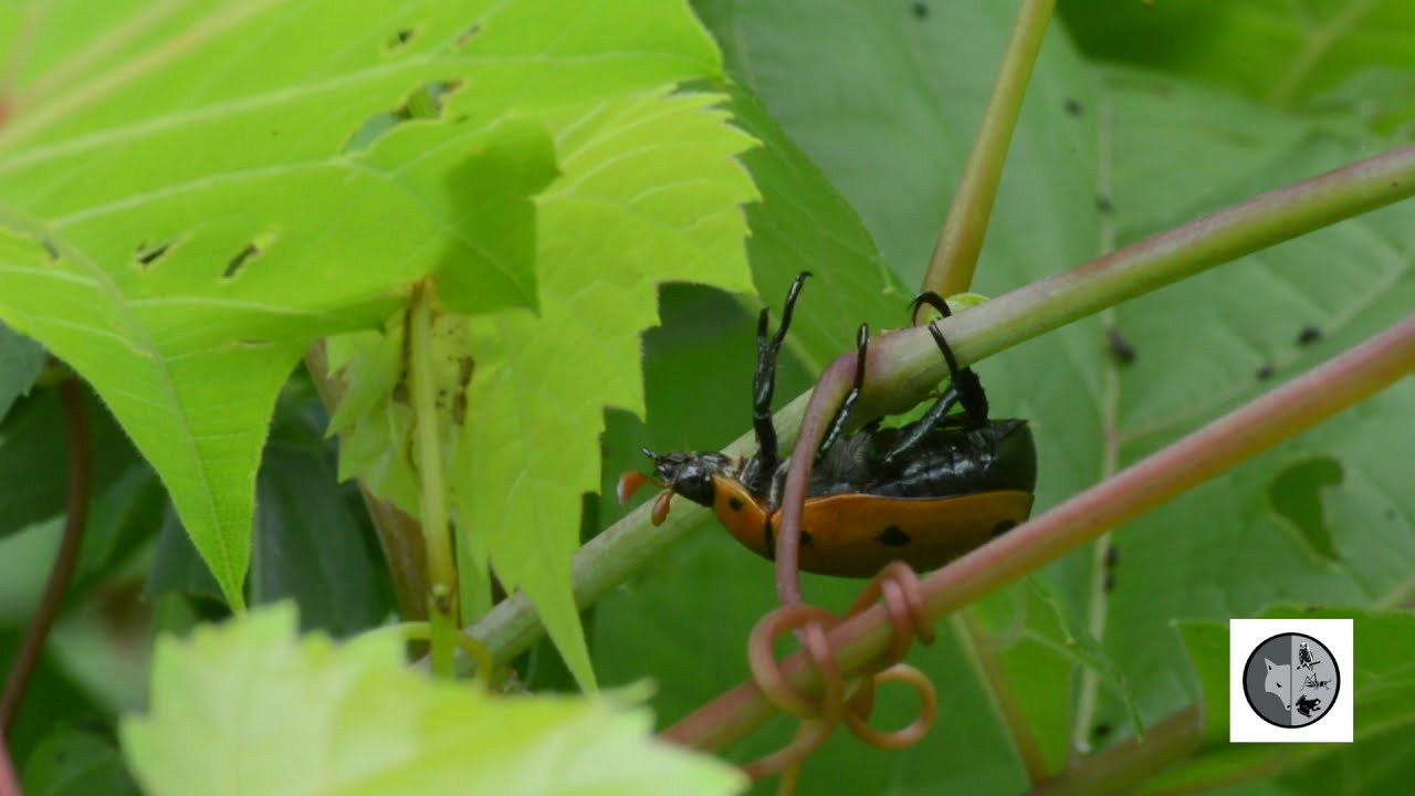 Scarabée de la vigne/Grapevine Beetle (Pelidnota punctata)