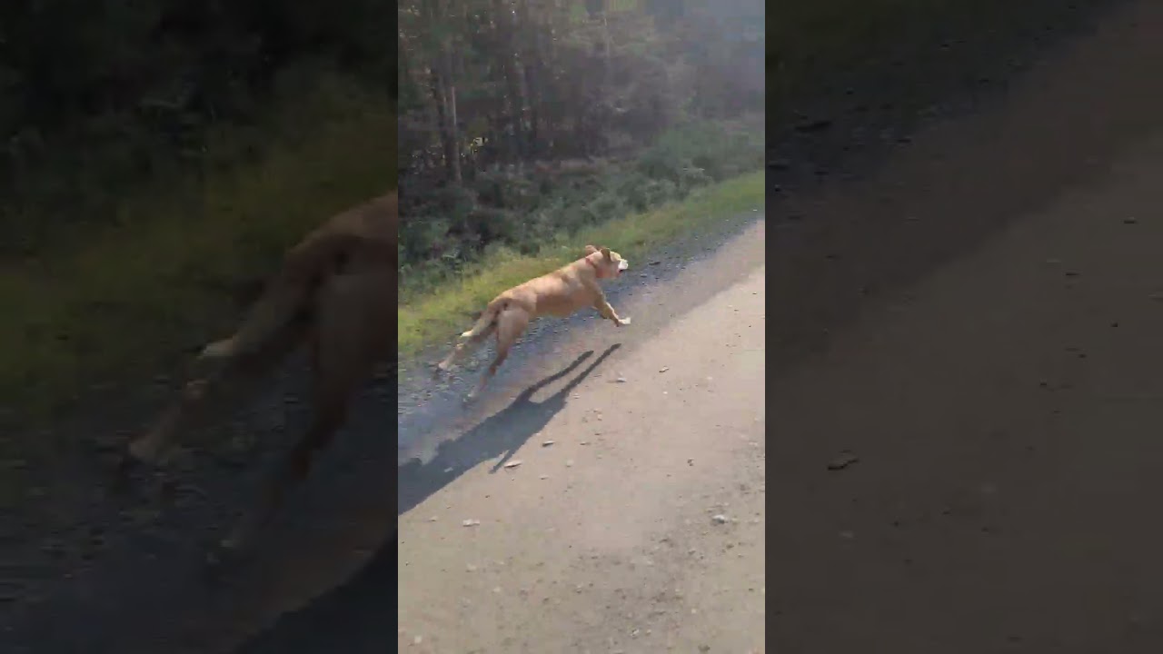 Who is Faster E-Bike or Emma the Pitbull 